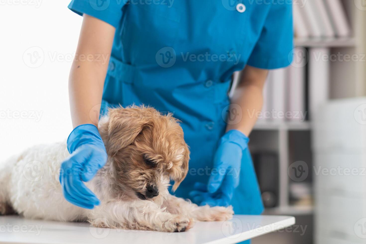 veterinarios son ejecutando anual cheque UPS en perros a Mira para posible enfermedades y tratar ellos con rapidez a garantizar el mascotas salud. veterinario es examinando perro en veterinario clínica para tratamiento foto