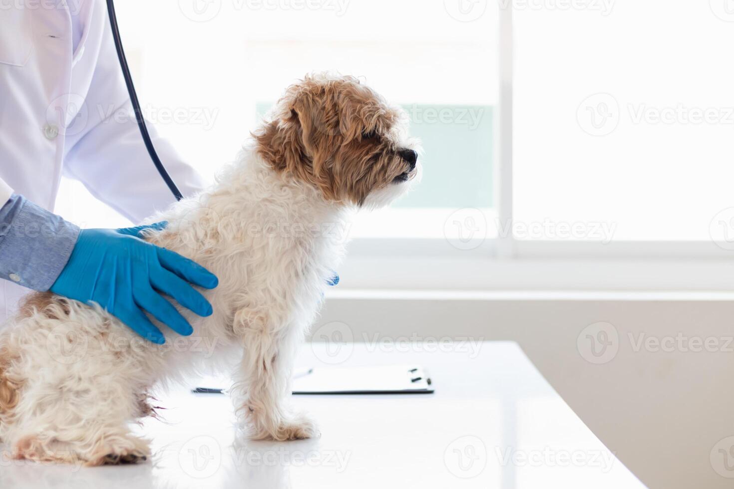 veterinarios son ejecutando anual cheque UPS en perros a Mira para posible enfermedades y tratar ellos con rapidez a garantizar el mascotas salud. veterinario es examinando perro en veterinario clínica para tratamiento foto