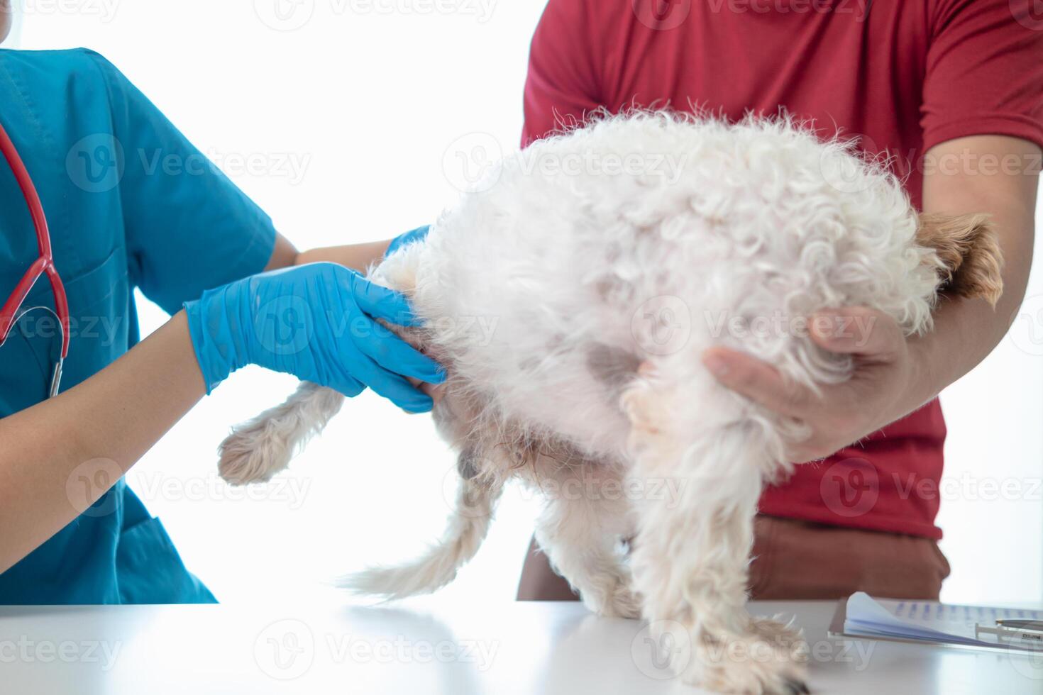 Veterinarians are performing annual check ups on dogs to look for possible illnesses and treat them quickly to ensure the pet's health. veterinarian is examining dog in veterinary clinic for treatment photo