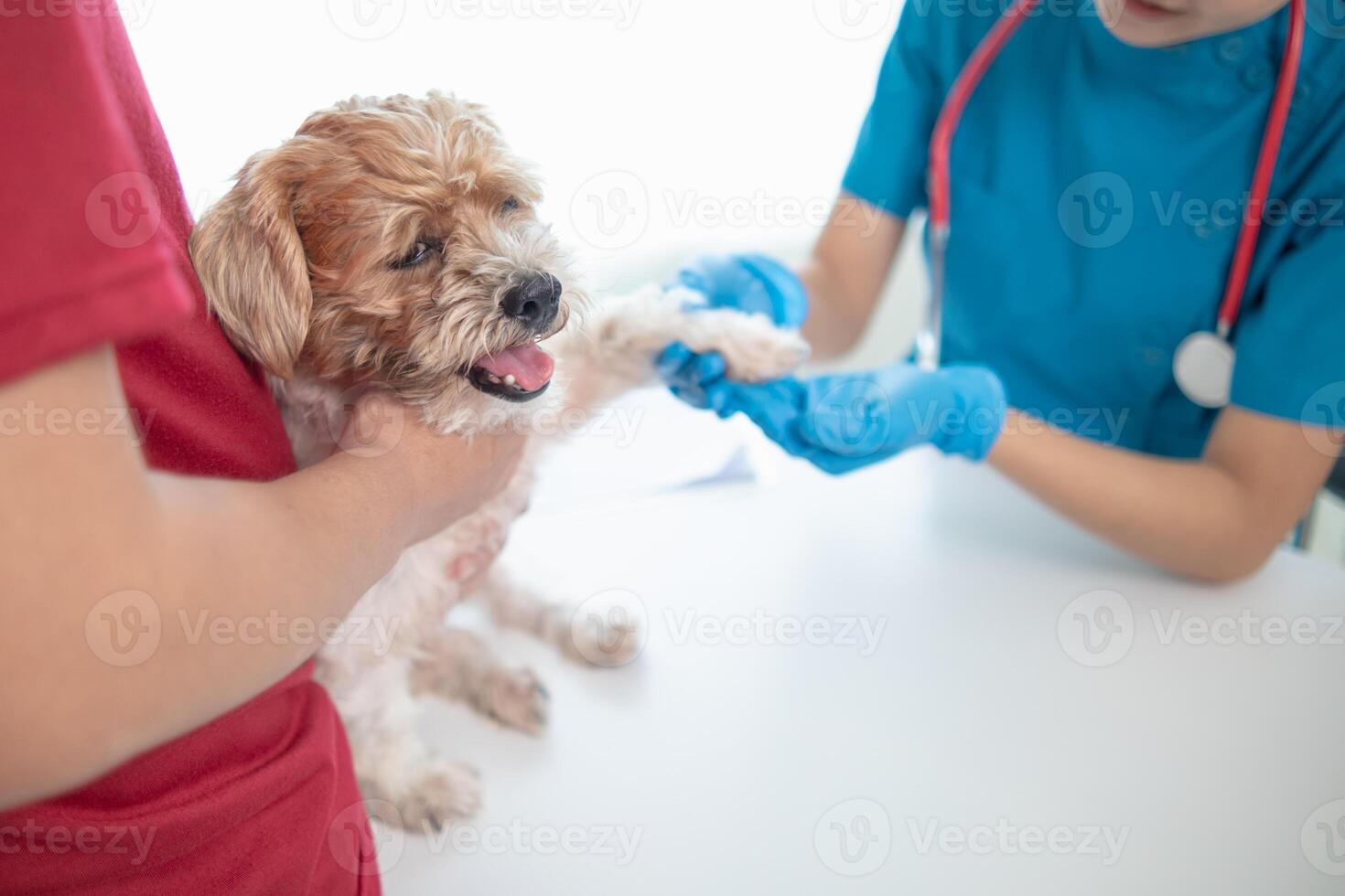 Veterinarians are performing annual check ups on dogs to look for possible illnesses and treat them quickly to ensure the pet's health. veterinarian is examining dog in veterinary clinic for treatment photo