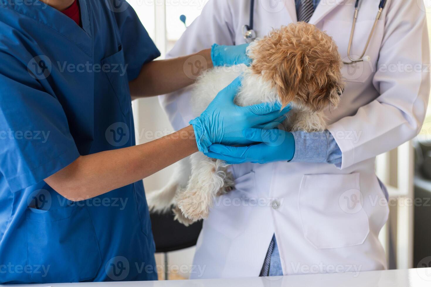 Veterinarians are performing annual check ups on dogs to look for possible illnesses and treat them quickly to ensure the pet's health. veterinarian is examining dog in veterinary clinic for treatment photo