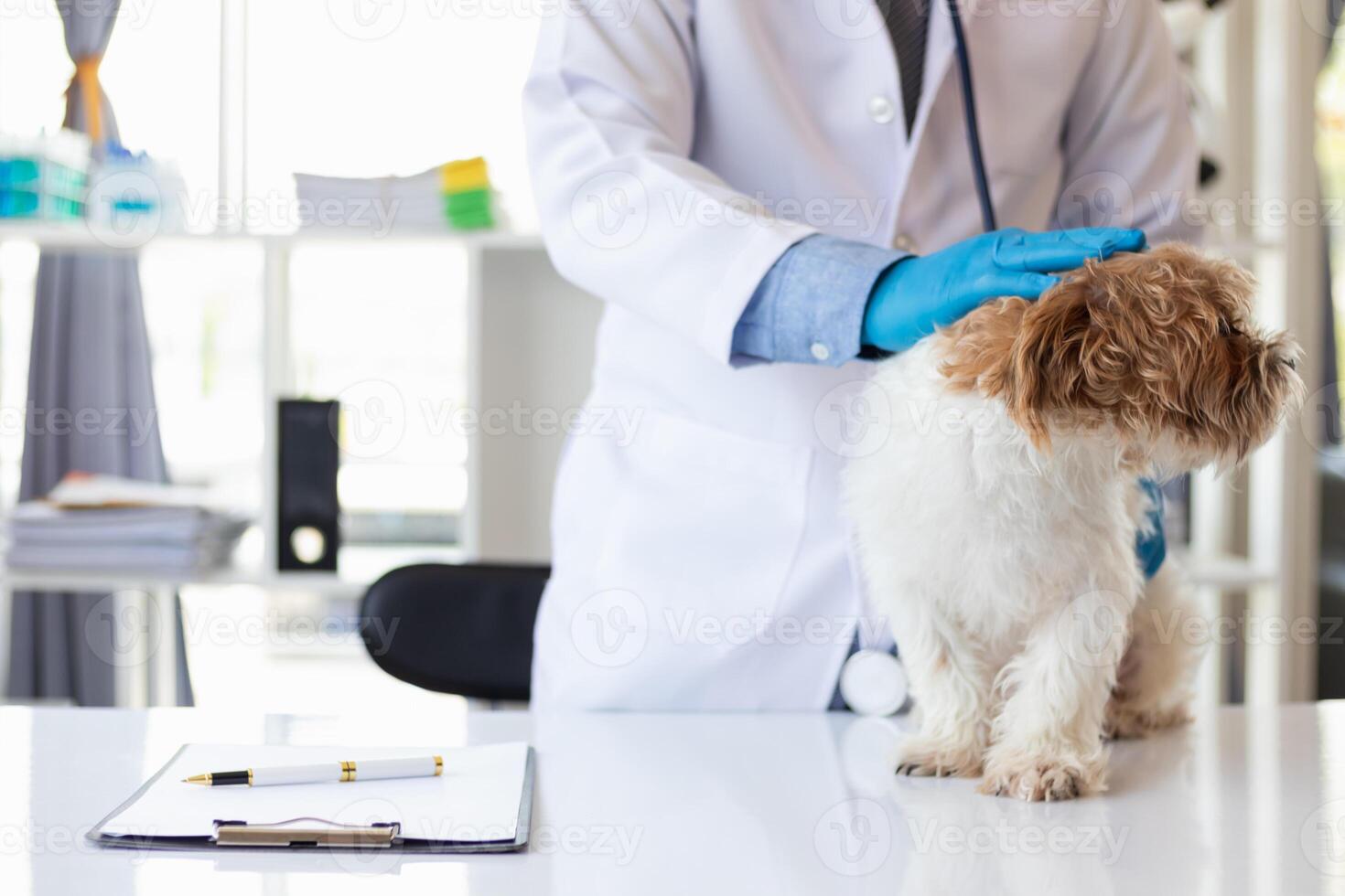 Veterinarians are performing annual check ups on dogs to look for possible illnesses and treat them quickly to ensure the pet's health. veterinarian is examining dog in veterinary clinic for treatment photo