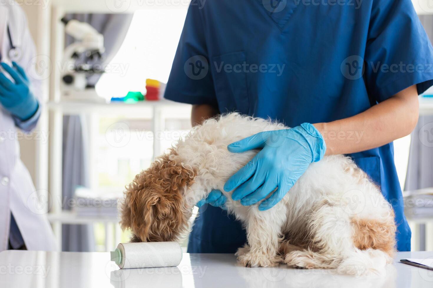 Veterinarians are performing annual check ups on dogs to look for possible illnesses and treat them quickly to ensure the pet's health. veterinarian is examining dog in veterinary clinic for treatment photo