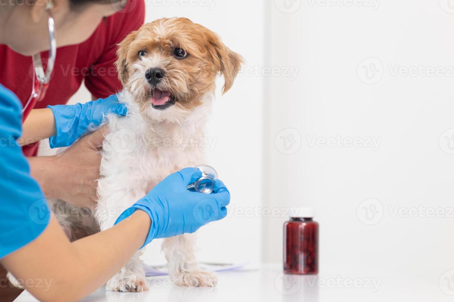 veterinarios son ejecutando anual cheque UPS en perros a Mira para posible enfermedades y tratar ellos con rapidez a garantizar el mascotas salud. veterinario es examinando perro en veterinario clínica para tratamiento foto