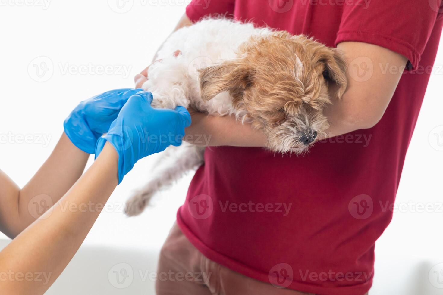 Veterinarians are performing annual check ups on dogs to look for possible illnesses and treat them quickly to ensure the pet's health. veterinarian is examining dog in veterinary clinic for treatment photo