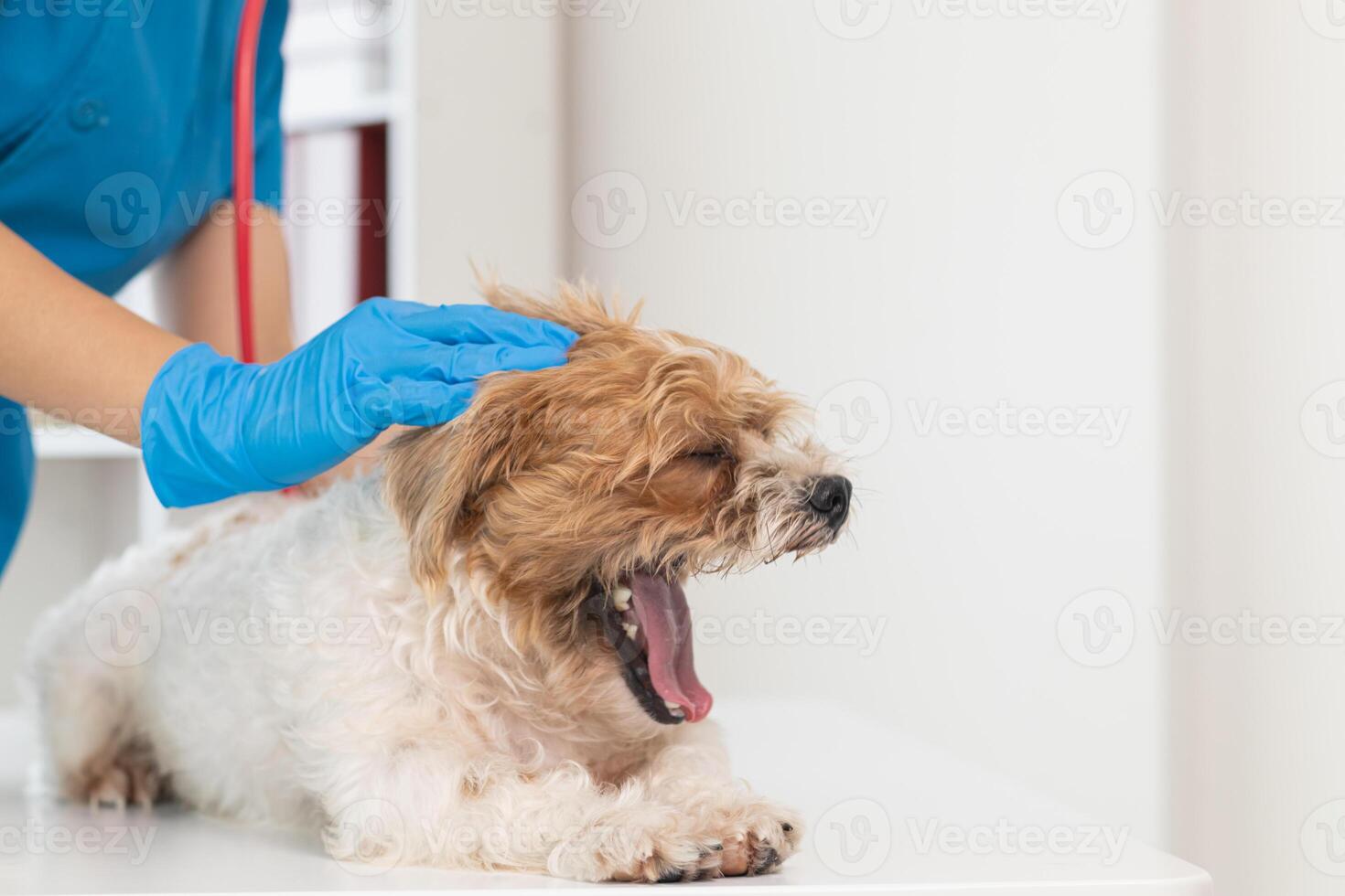 veterinarios son ejecutando anual cheque UPS en perros a Mira para posible enfermedades y tratar ellos con rapidez a garantizar el mascotas salud. veterinario es examinando perro en veterinario clínica para tratamiento foto