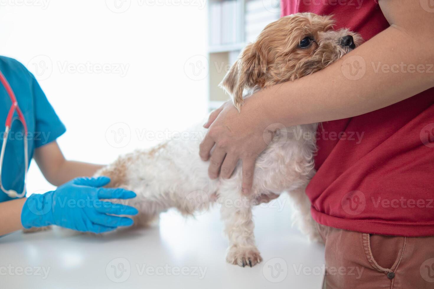 Veterinarians are performing annual check ups on dogs to look for possible illnesses and treat them quickly to ensure the pet's health. veterinarian is examining dog in veterinary clinic for treatment photo
