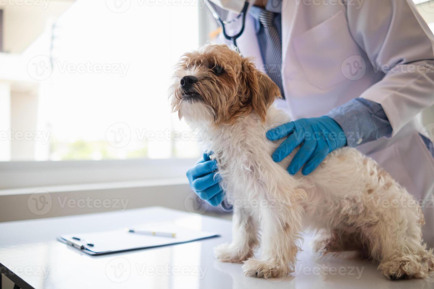 veterinarios son ejecutando anual cheque UPS en perros a Mira para posible enfermedades y tratar ellos con rapidez a garantizar el mascotas salud. veterinario es examinando perro en veterinario clínica para tratamiento foto