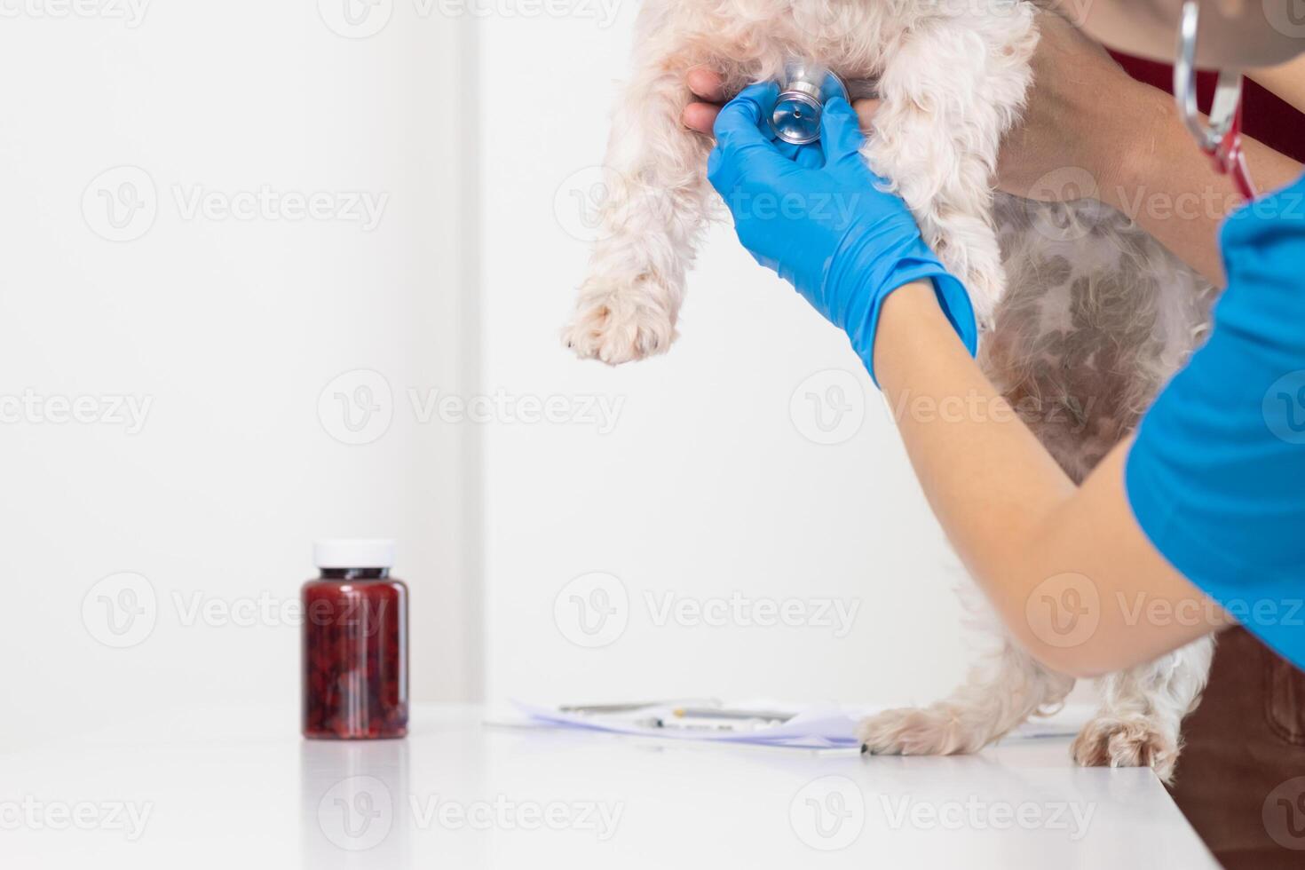 Veterinarians are performing annual check ups on dogs to look for possible illnesses and treat them quickly to ensure the pet's health. veterinarian is examining dog in veterinary clinic for treatment photo