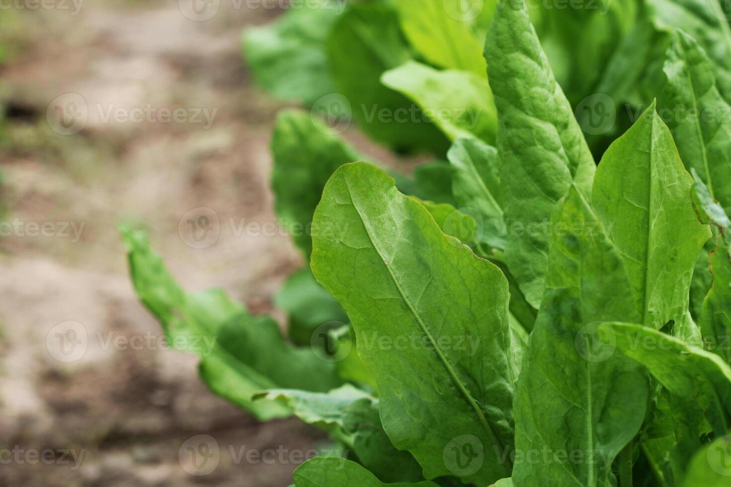 Sorrel plants in the garden growing in bed photo