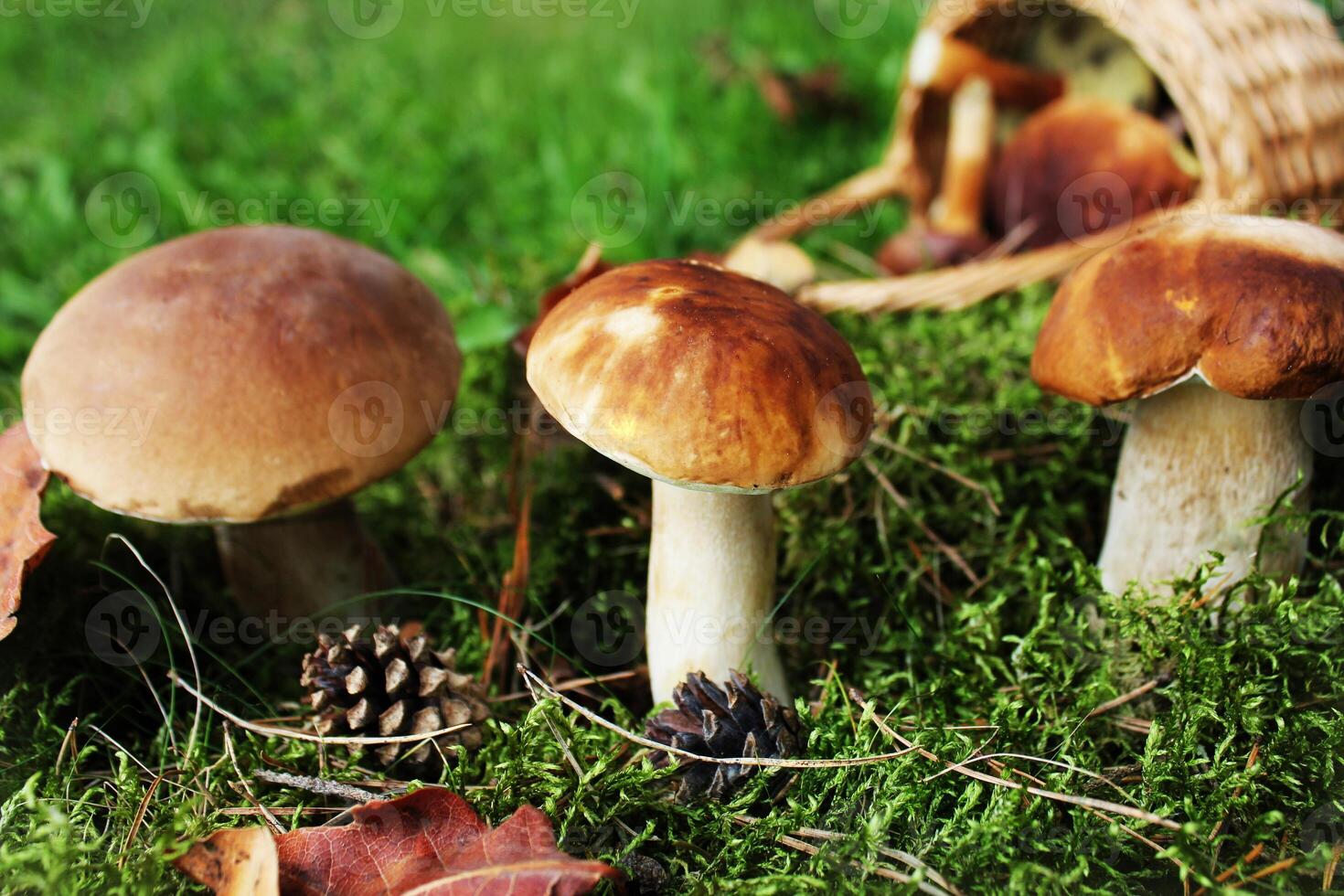 Mushroom boletus growing in the forest. Fall background photo