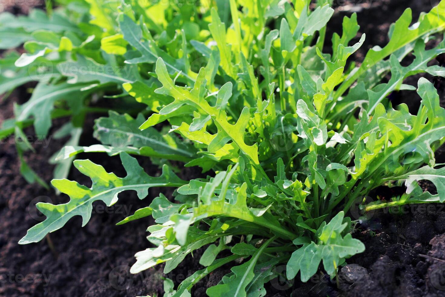 Arugula plant growing in organic vegetable garden. photo