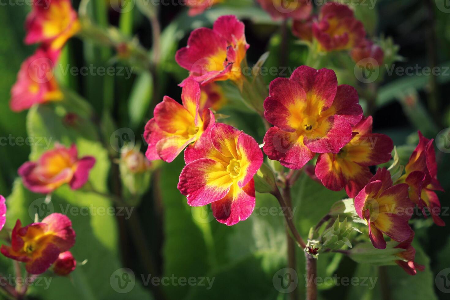 Perennial primrose or primula in the spring garden. Spring primroses flowers, primula polyanthus. The beautiful red colors primrose flowers garden photo