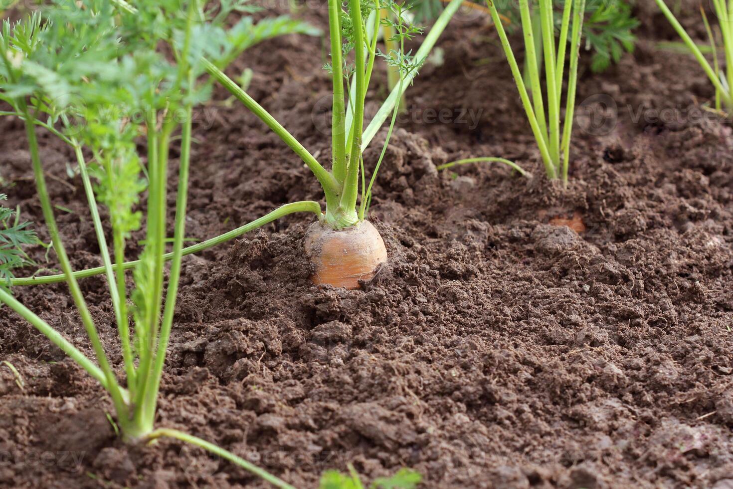 Healthy eating consept. Carrot growing in vegetable garden photo