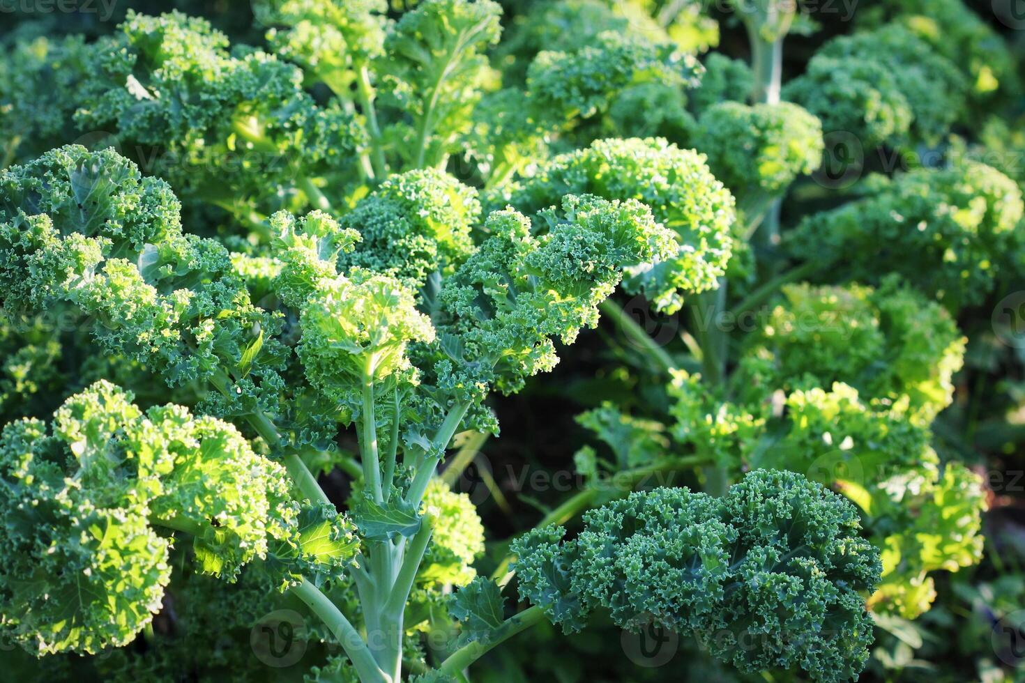 Young kale growing in the vegetable garden photo