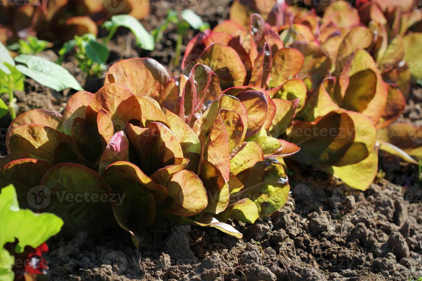 Red leaves of lettuce growing on a bed in a kitchen garden photo