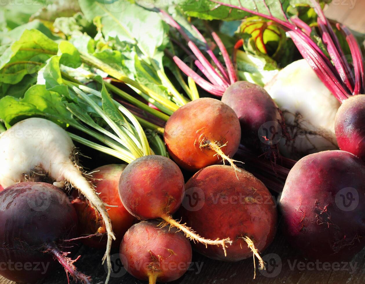 Fresh farm colorful beetroot on a wooden background. Detox and health. Selective focus. Red, golden, white beet photo