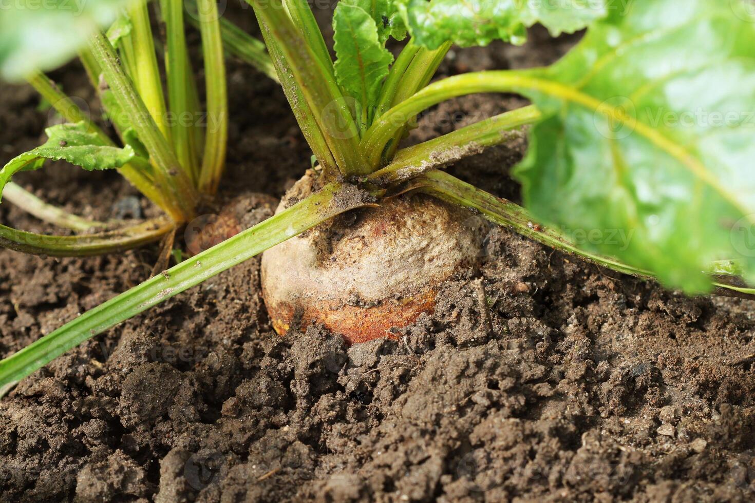 Organic golden beets growing in bed photo