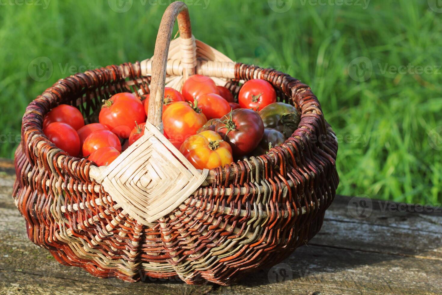 Heirloom variety tomatoes in baskets on rustic table. Colorful tomato - red,yellow , orange. Harvest vegetable cooking conception. Full basket of tometoes in green background photo