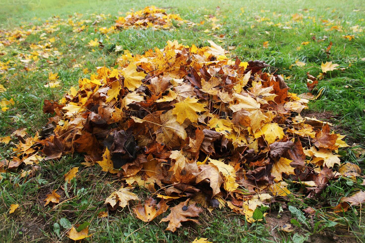 pila de caído hojas en otoño parque. otoño antecedentes foto