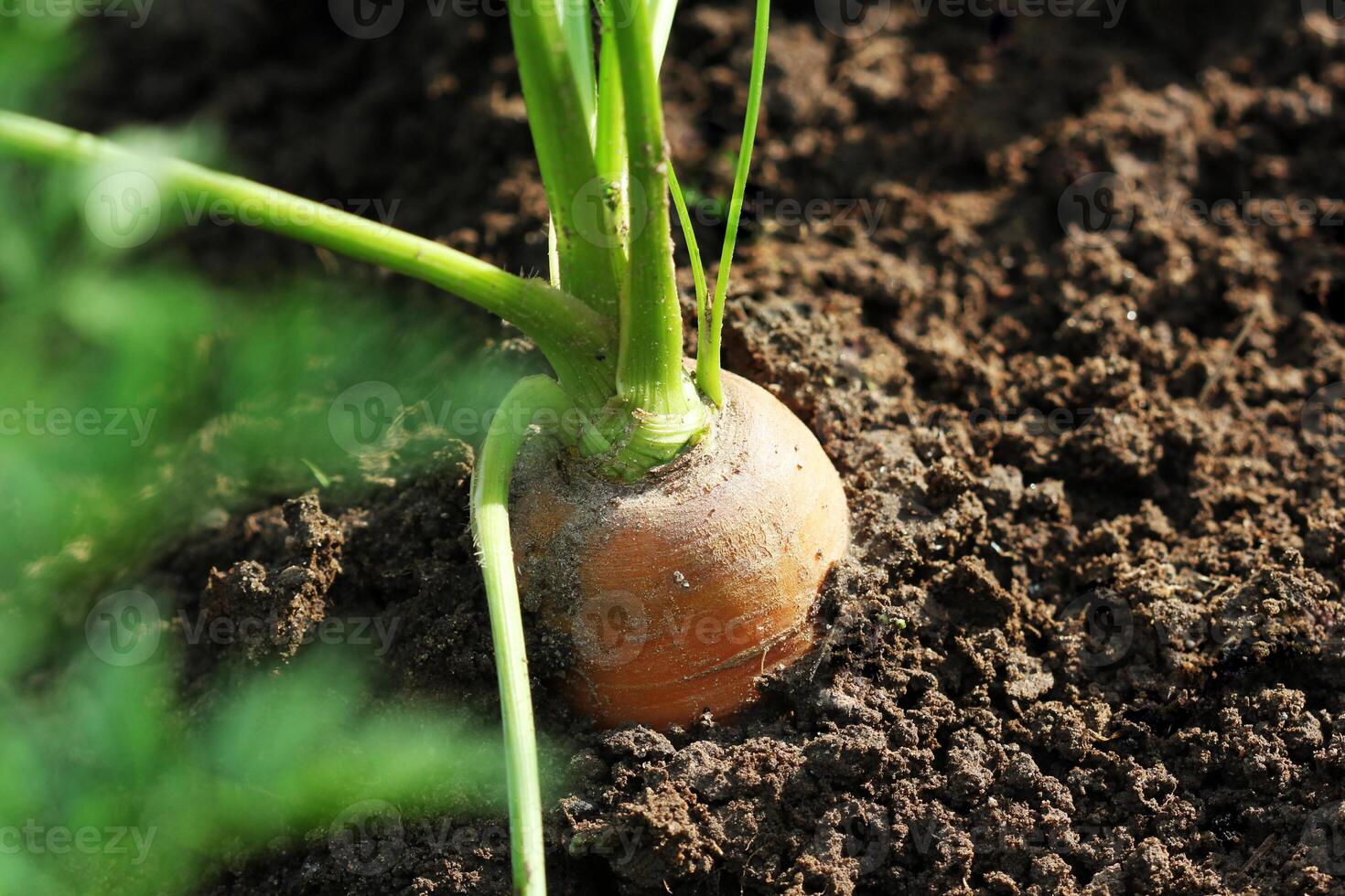 Healthy eating consept. Carrot growing in vegetable garden photo