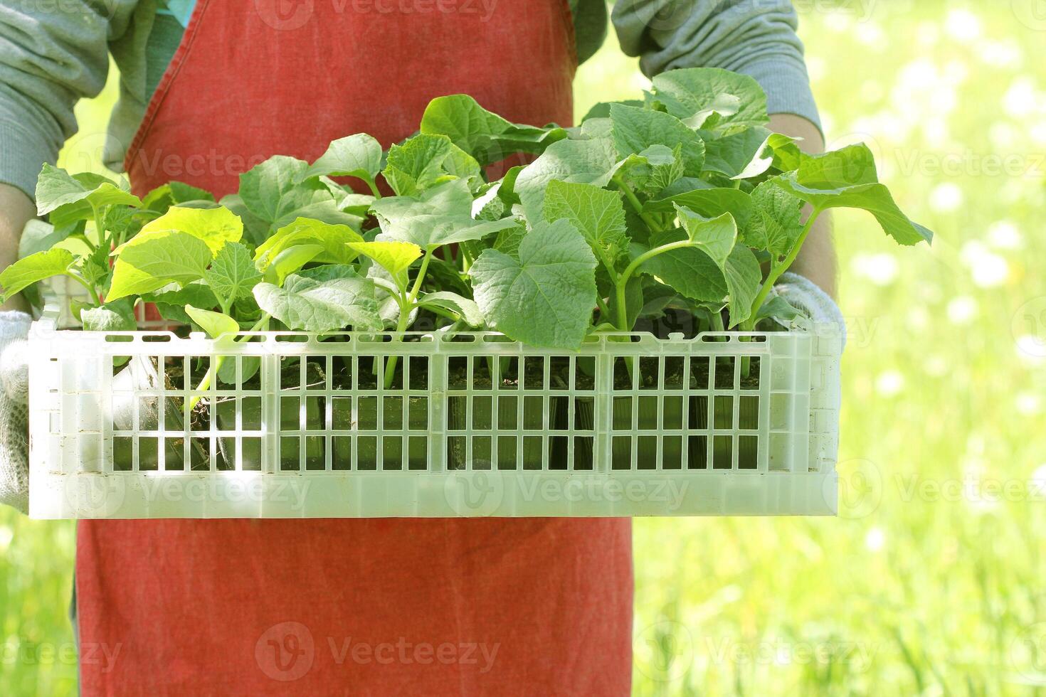 Farmer holds a box of fresh green seedlings cucumber plants photo