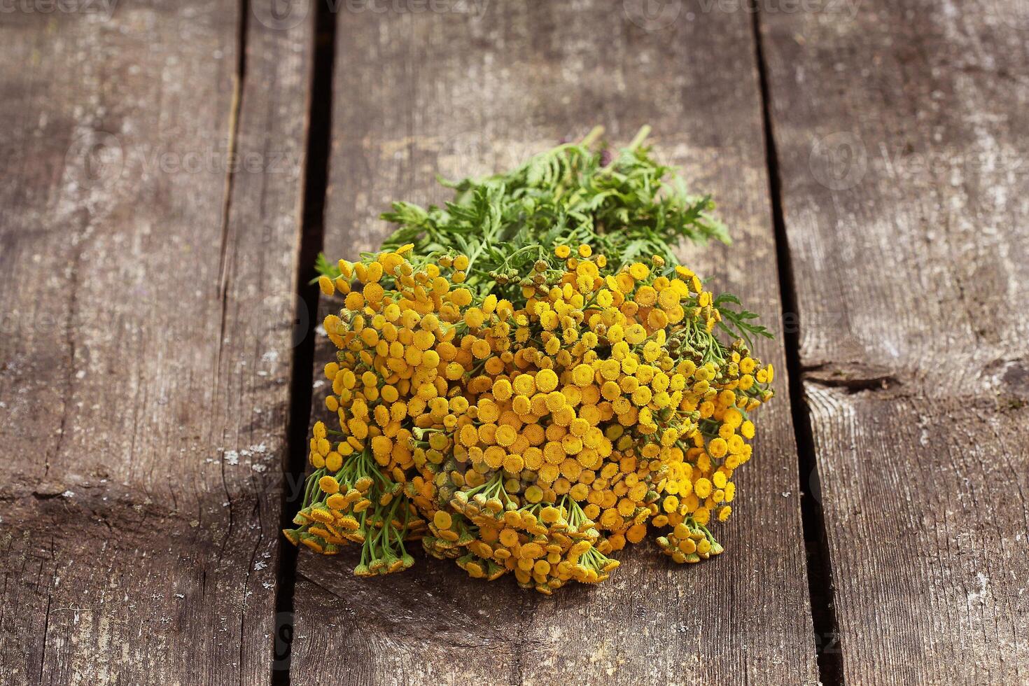 Tansy Tanacetum - perennial herbaceous plants Compositae Asteraceae . Herbs harvesting of medicinal raw materials photo