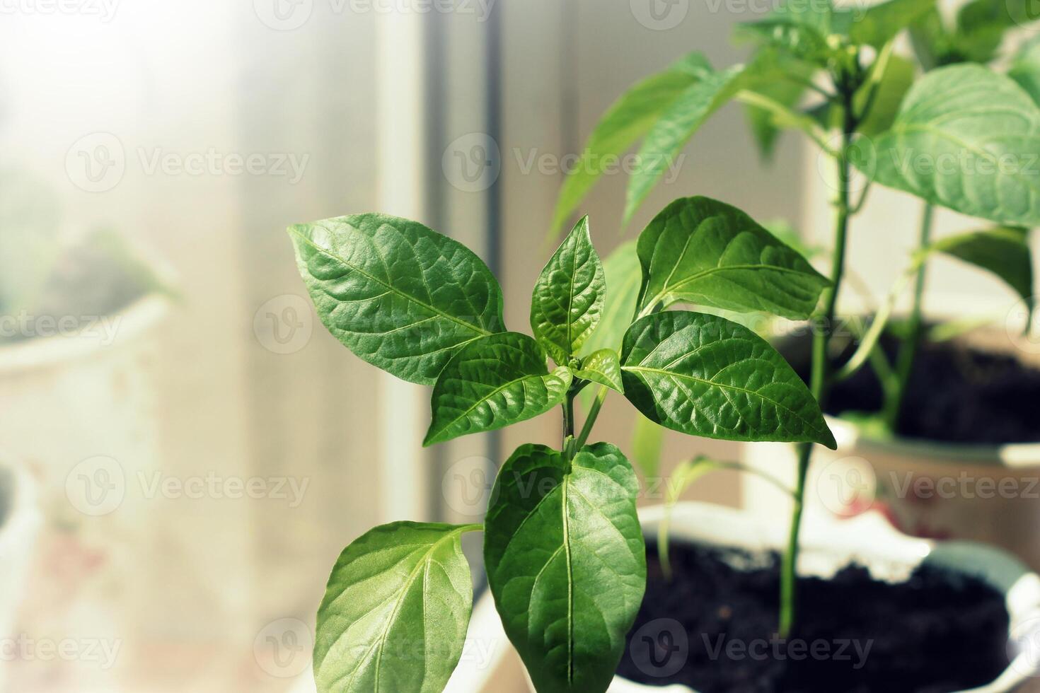 paprika plants growing in pots indoor photo