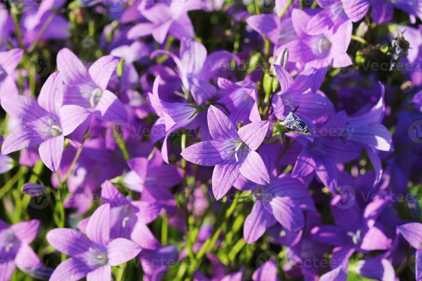 Flower of Campanula patula spreading bellflower in bloom on the meadow photo