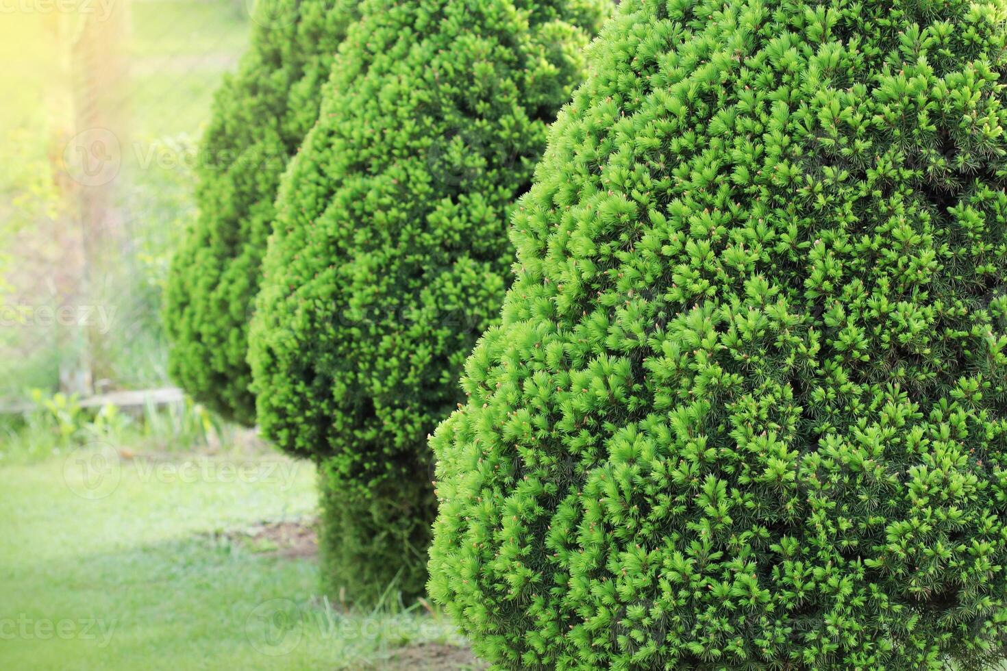 Picea glauca Conica dwarf decorative coniferous evergreen tree. Also known as Canadian, skunk , cat , Black Hills, Alberta white spruce photo