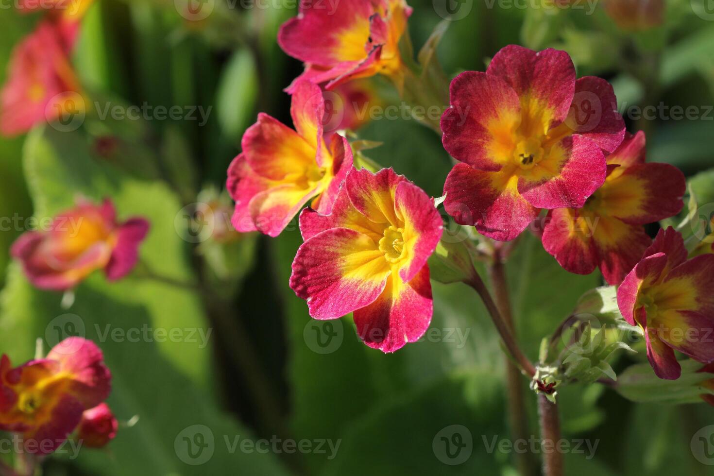 Perennial primrose or primula in the spring garden. Spring primroses flowers, primula polyanthus. The beautiful red colors primrose flowers garden photo