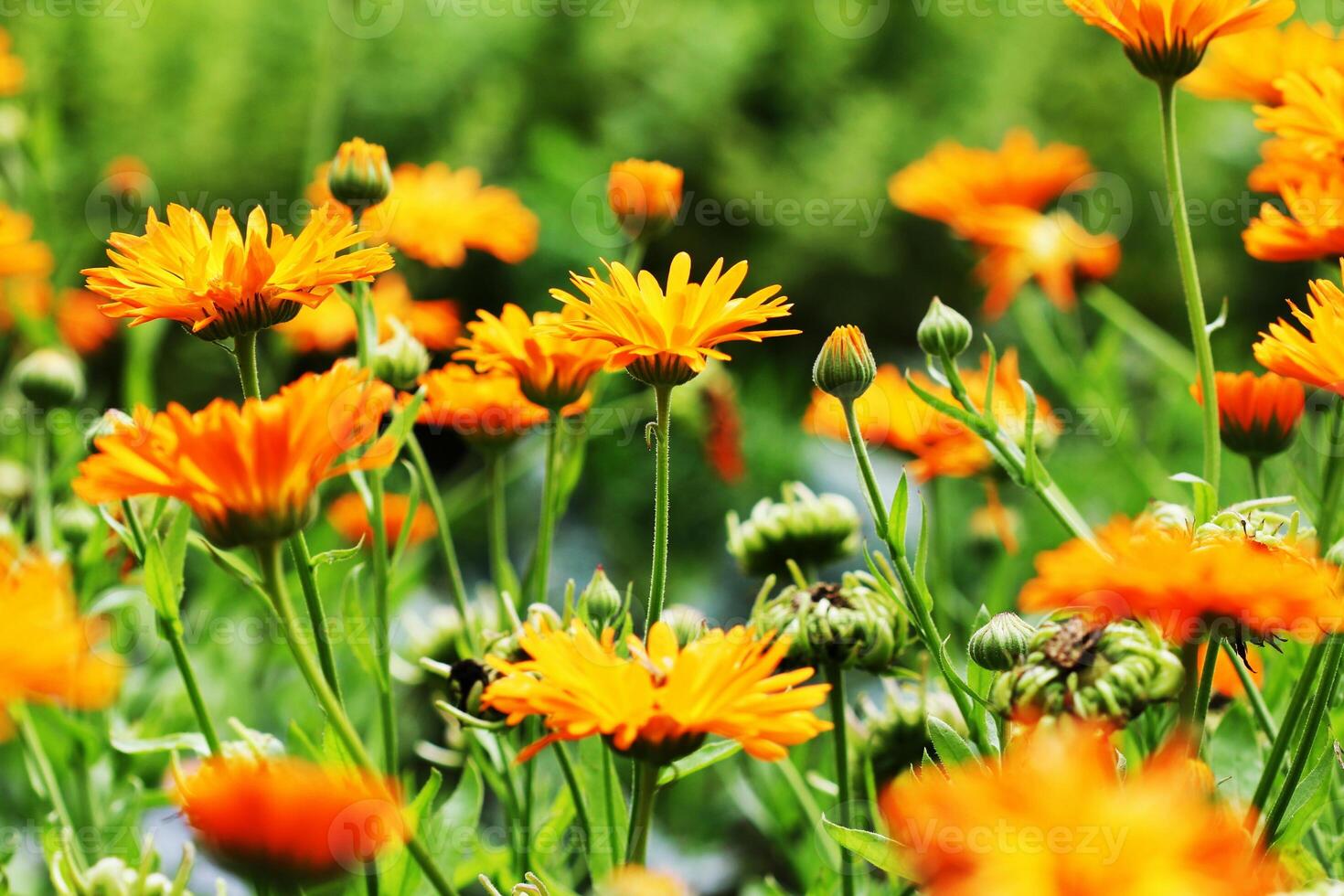 Orange pot marigold bloosom - Calendula officinalis field . photo