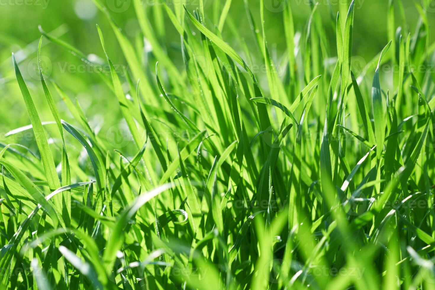 green grass background photo