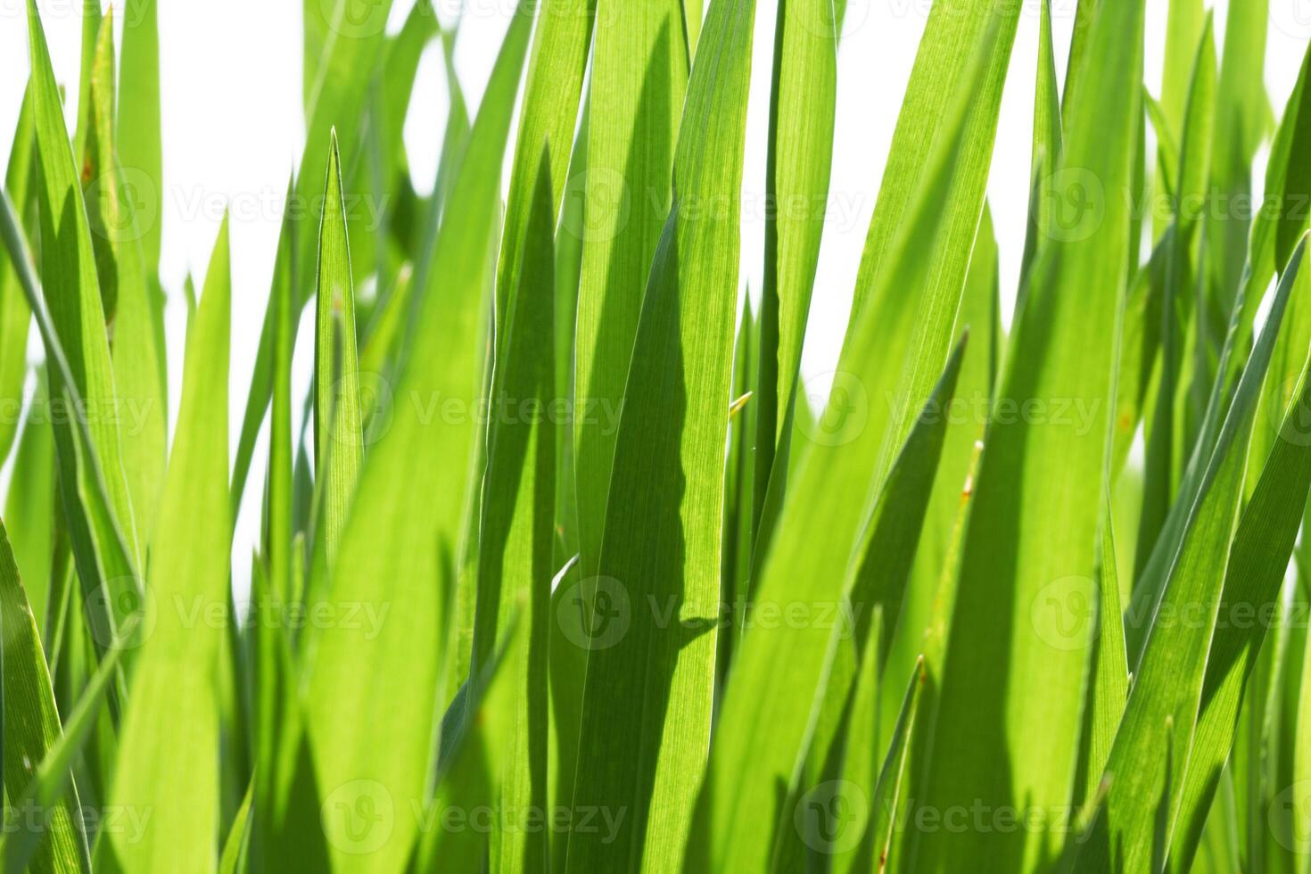 green grass on white photo