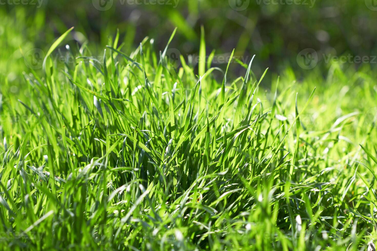 green grass as background photo