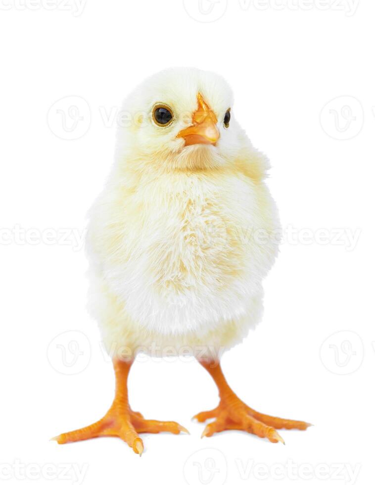 chicken on white photo