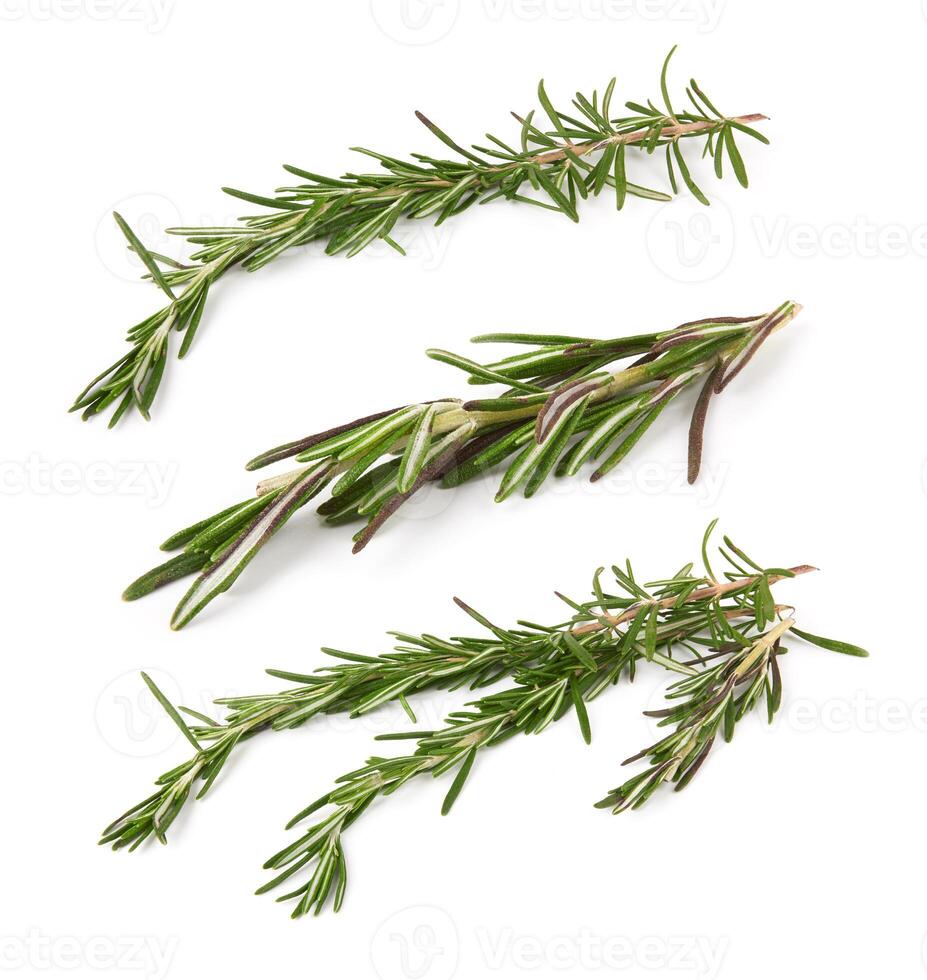 rosemary on white photo