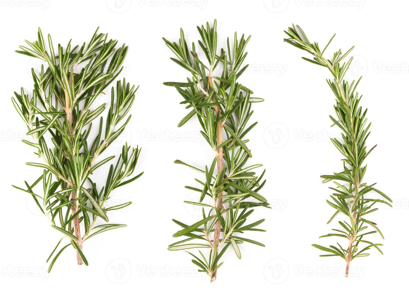 rosemary on white photo