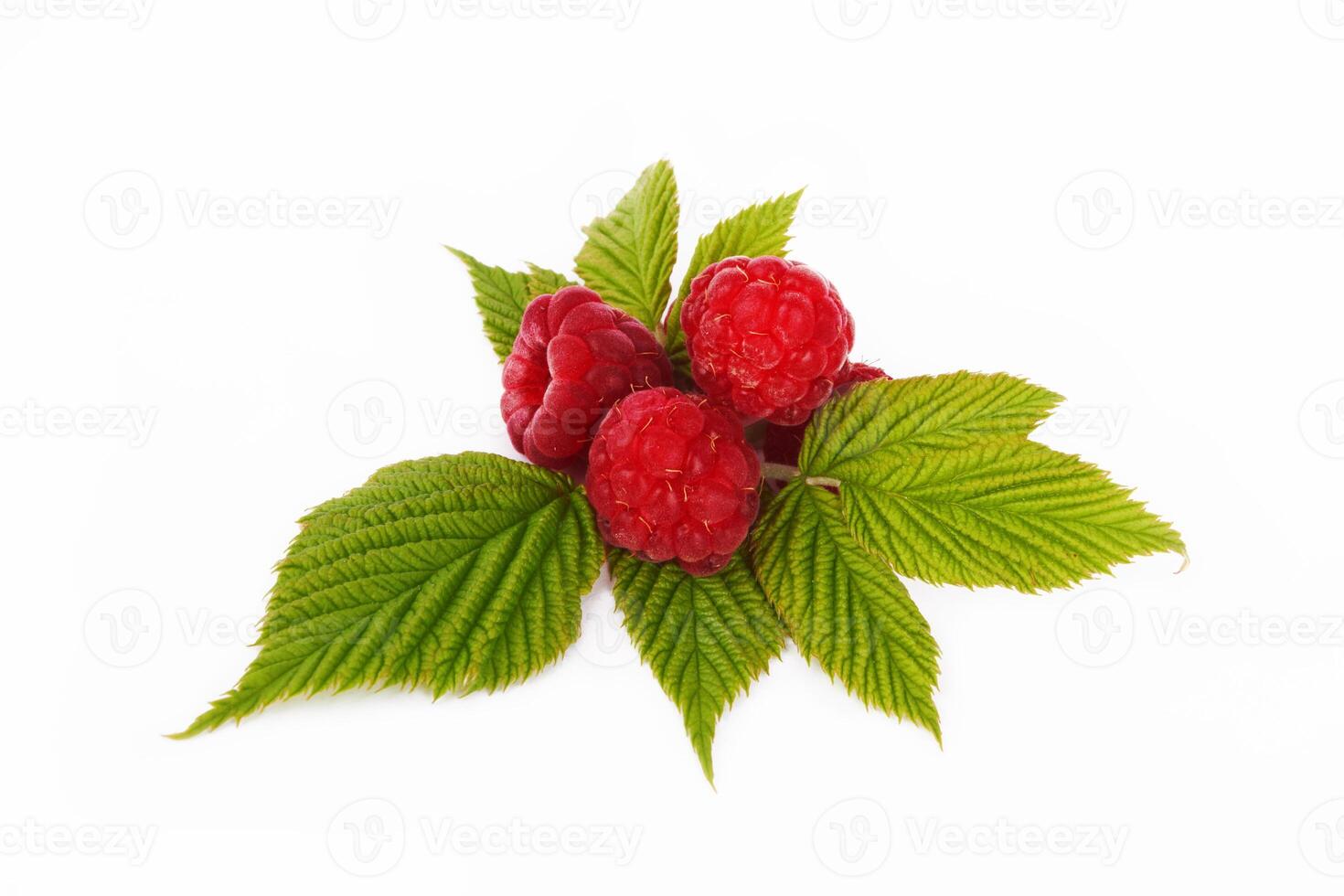 Sweet raspberry on white photo