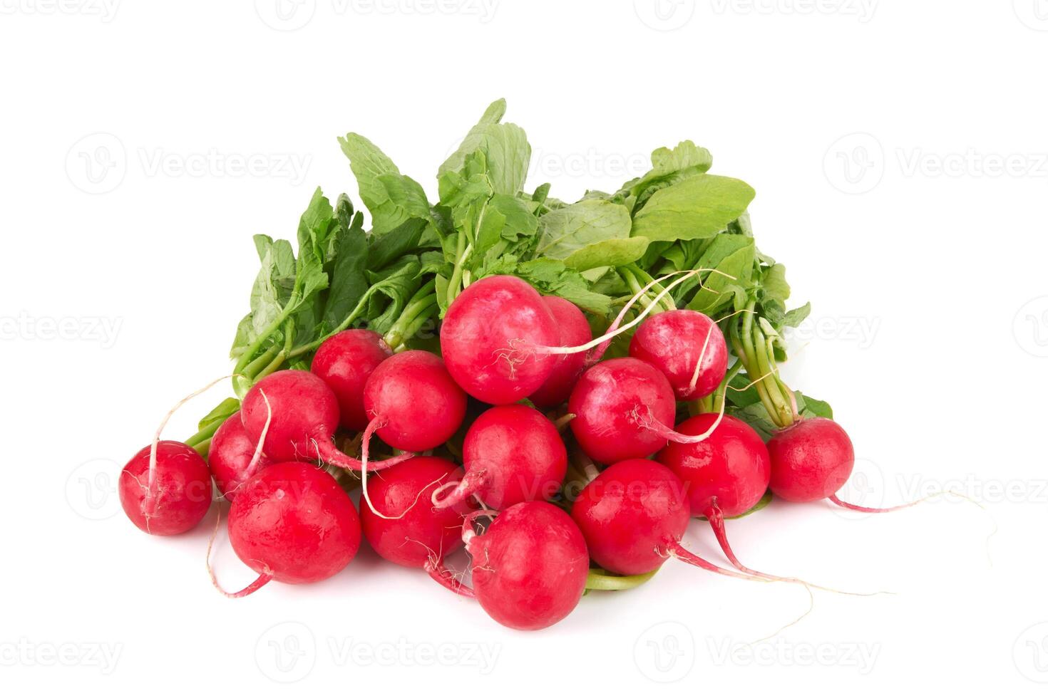 Small garden radish photo