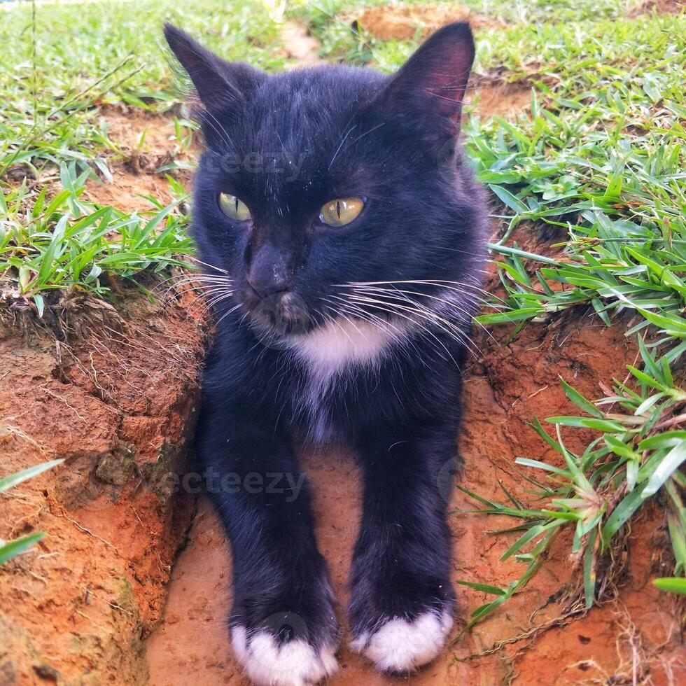 Fluffy cat landing on the ground. photo