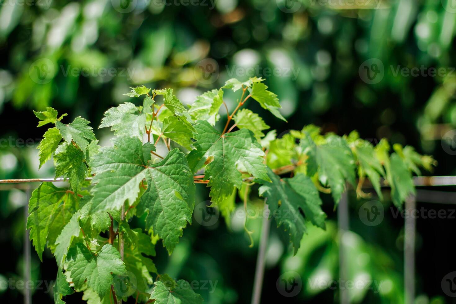 Green grapevine leaves that crawl photo