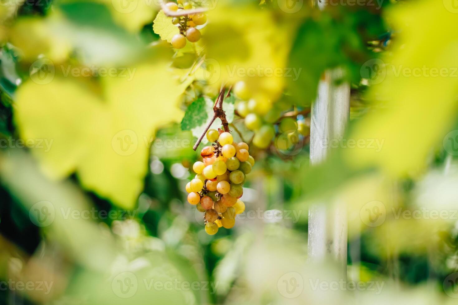 portrait of grapes with blurred background of leaves photo
