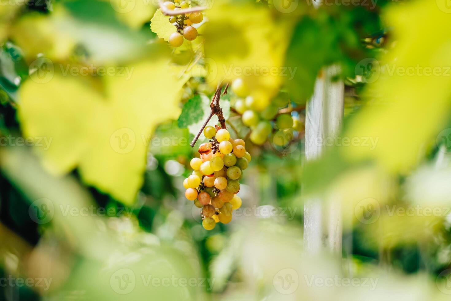 portrait of grapes with blurred background of leaves photo