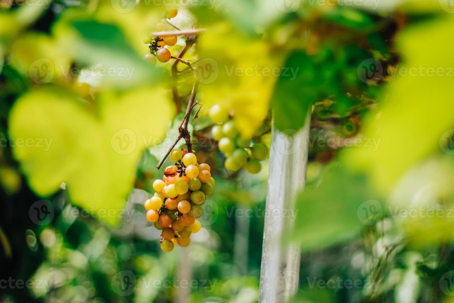 portrait of grapes with blurred background of leaves photo