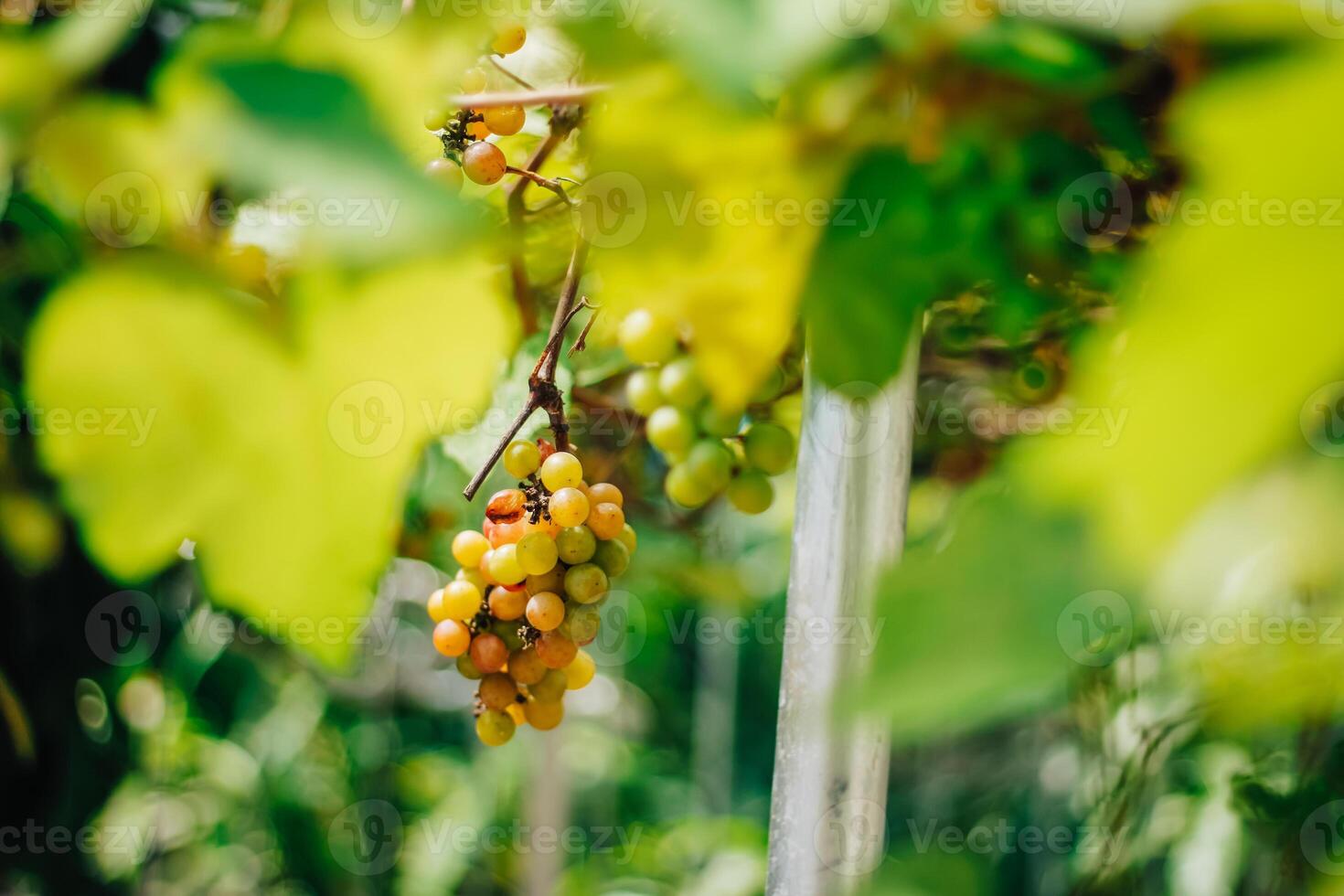 retrato de uvas con borroso antecedentes de hojas foto