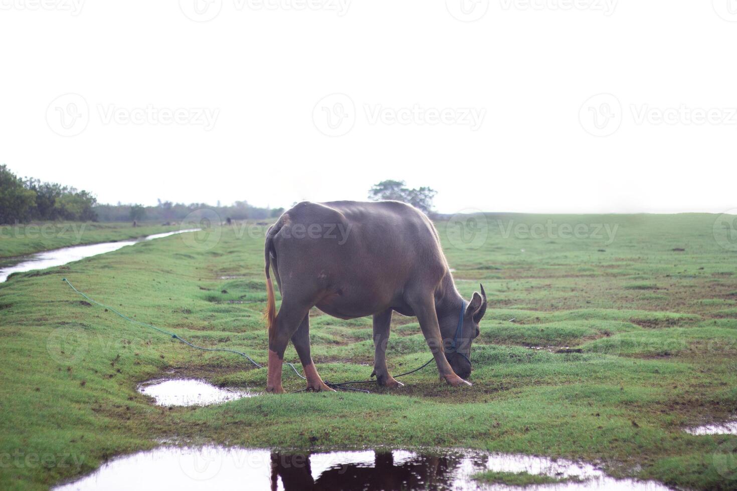 Kerbau Rawa or B. bubalis carabanesis is a type of buffalo typical of Southeast Asia photo