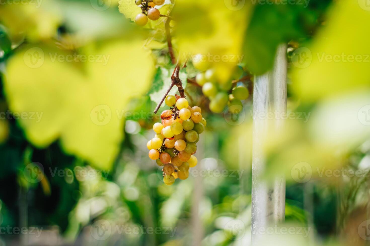 portrait of grapes with blurred background of leaves photo