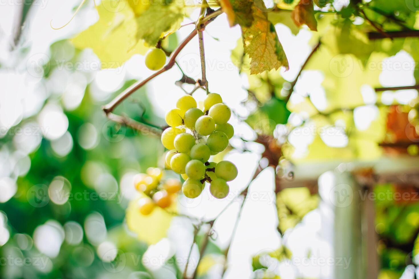 portrait of grapes with blurred background of leaves photo