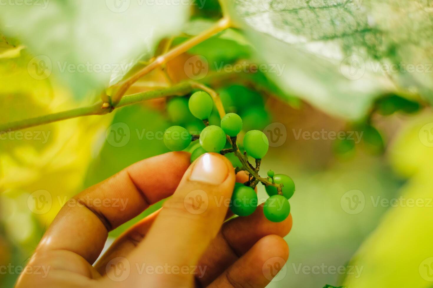 portrait of grapes with blurred background of leaves photo